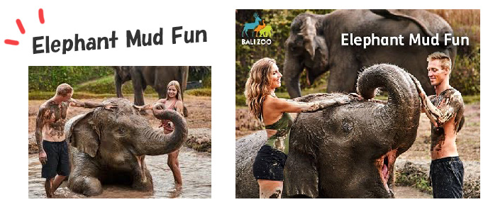 バリズー Balizoo|Elephant Mud Fun